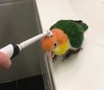 oiseau Brosser une perruche avec une brosse à dents électrique
