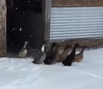 demi-tour marcher Des canards découvrent la neige