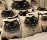 cache chat Un chat se cache parmi ces oreillers