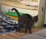 chat Un chat vole une couverture