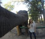 trompe L'éléphant n'a pas besoin de perche pour faire des selfies