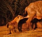 hyene attaque testicule Une hyène attrape un buffle par les couilles