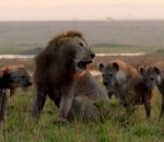 attaque lion Un lion attaqué par des hyènes