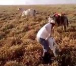vache fermier Une mule garde du corps (Brésil)