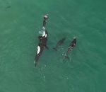 nageur orque Nageuse au milieu des orques (Nouvelle-Zélande)
