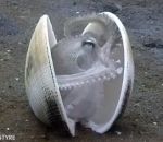 poulpe coquille pieuvre Un poulpe s'enferme dans une coquille