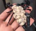bebe main Un scorpion et ses bébés