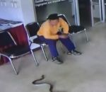 thailande serpent Un serpent attaque un homme dans un commissariat (Thaïlande)