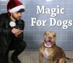 reaction chien Tour de magie aux chiens d'un refuge