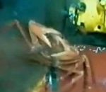 tuyau Un crabe aspiré à travers une découpe dans un tuyau