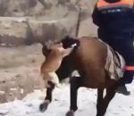 cheval queue attaque Chat vs Cheval
