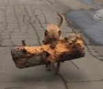 morceau bois Un chien a trouvé un nouveau bâton