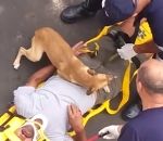 chien maitre ambulance Un chien inquiet protège son maitre des ambulanciers (Brésil)