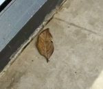 papillon camouflage morte Feuille morte surprenante