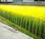 illusion mur Un joli champ de blé