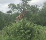 girafe dos Une lionne sur le dos d’une girafe (Afrique du Sud)