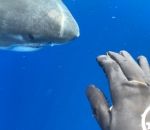 requin Une plongeuse caresse un grand requin blanc