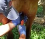 blessure Retirer une « écharde » à un cheval