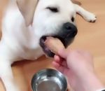 nourriture gamelle chien « Arrête tes bêtises, humain »