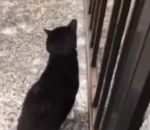 barriere Un chat se cogne la tête contre une barrière