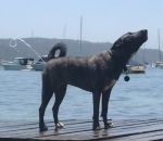 baignade ejecter Un chien éjecte de l'eau par son anus
