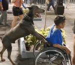 fauteuil Un chien pousse un fauteuil roulant
