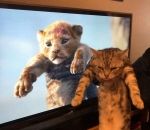 lion chat Film vs Réalité