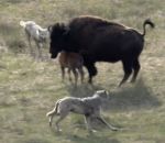 attaque buffle Jeune bison vs Loups