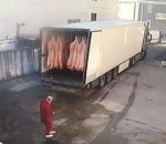 livraison remorque Livraison de carcasses de porcs (Fail)