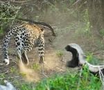 attaque sauvetage Un ratel sauve son petit attaqué par un léopard