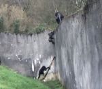 evasion Des singes s'évadent de leur enclos dans un zoo