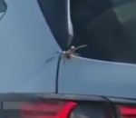 circulation Une araignée s'infiltre dans une voiture