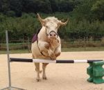 cheval saut Aston, le taureau qui fait du saut d'obstacles (Meuse)