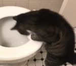 toilettes chat Chat vs Chasse d'eau