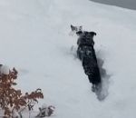 coince aide Un chien fraie un chemin à son pote bloqué dans la neige
