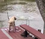 chien homme eau Un chien panique en voyant son maitre tomber dans l'eau