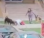 attaque enfant Une femme utilise son corps pour protéger un enfant contre des chiens
