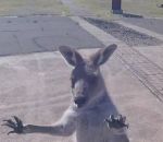 australie attaque Un kangourou attaque un parachutiste 
