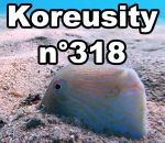 koreusity compilation mars Koreusity n°318