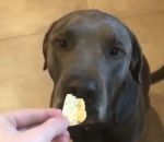 nourriture insulte Un chien se fait troller par son maître