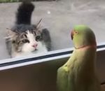 oiseau Une perruche joue à Peekaboo avec un chat