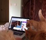 ordinateur chat Réaction de deux chats face à un chat autotuné