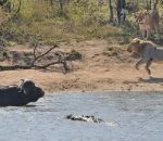 attaque lion Buffle vs Lions et Crocodile
