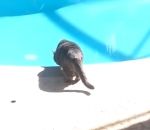 peur piscine Un chat au bord de la pisicine