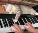 chat piano Un chat allongé sur le mécanisme d'un piano