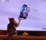 tomber chat Un chat fait tomber un motard à la télévision