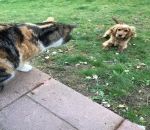 jardin chien chat Chats de garde vs Chien du voisin