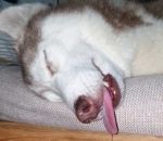langue Chien endormi avec un long filet de bave