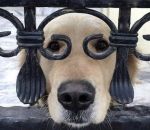 lunettes chien Avoir l'air intelligent
