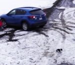 sauvetage voiture Un chien empêche un petit chien de se faire écraser